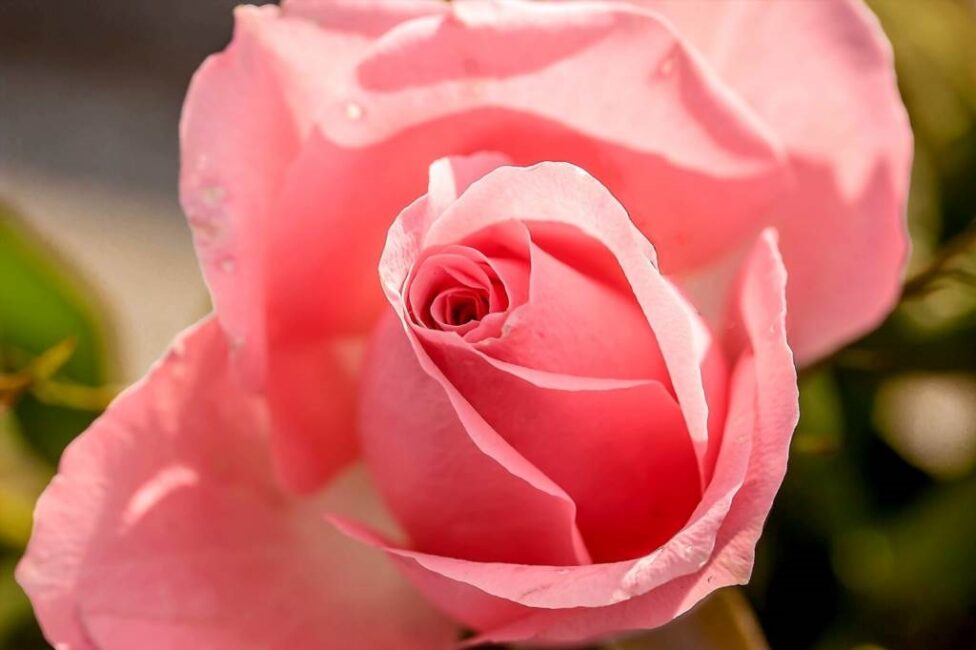 domowe kosmetyki z płatków róży
