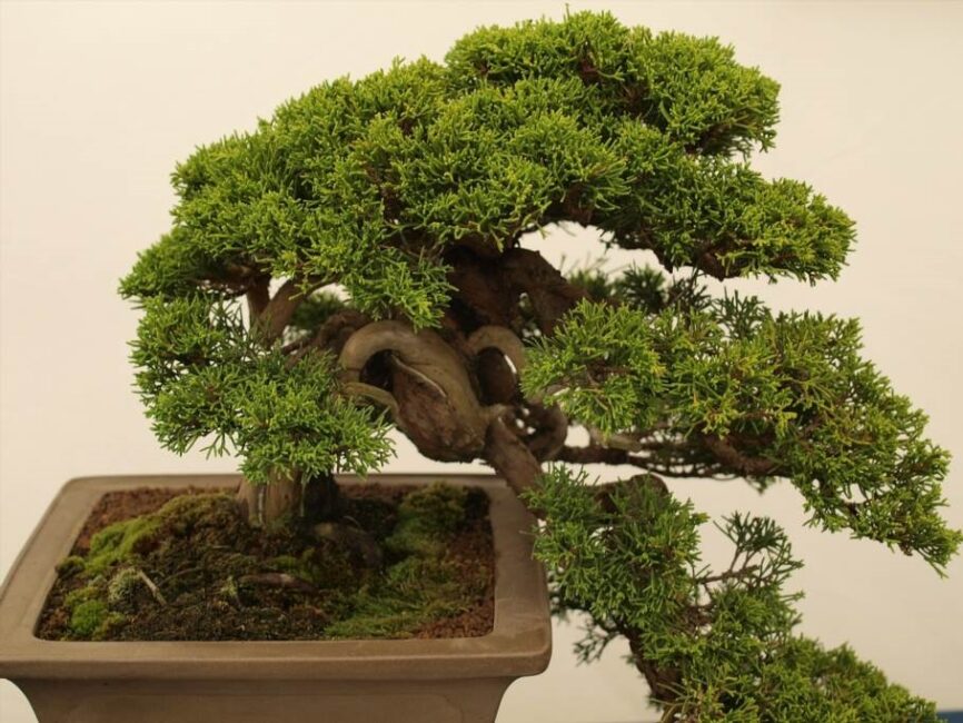 jak przyciąć bukszpan w bonsai