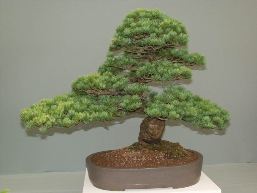 przesadzanie fikusa bonsai
